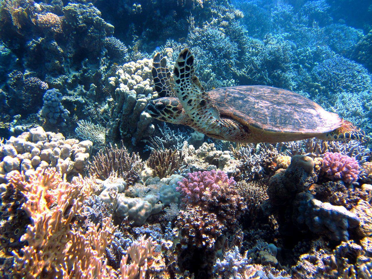 Maui Molokini Snorkeling